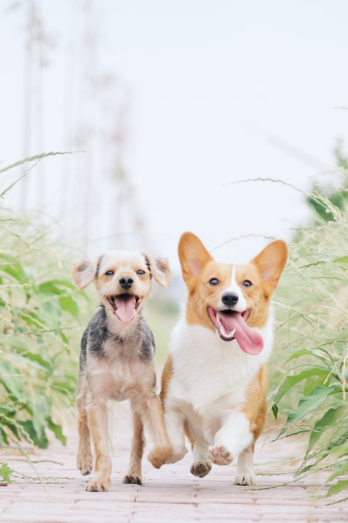 smiling dogs
