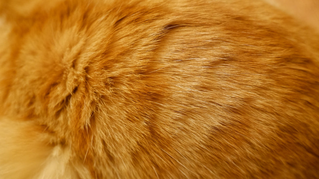 fuzzy fur closeup