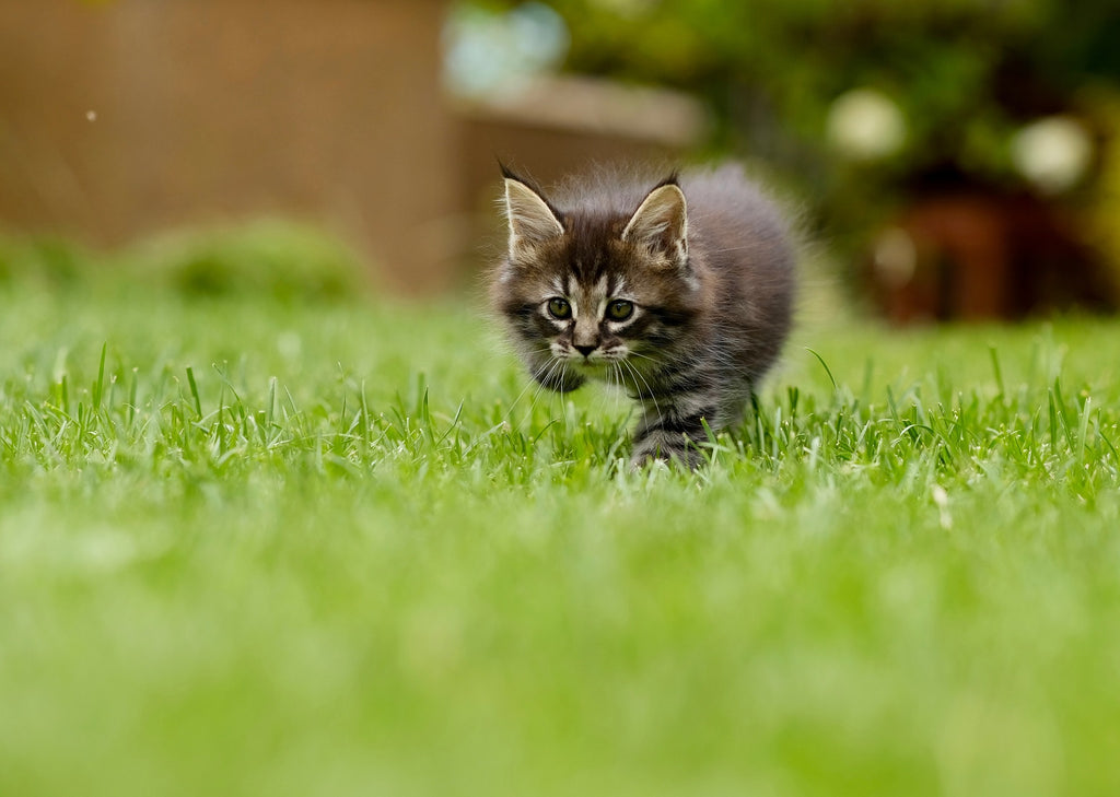 kitten running