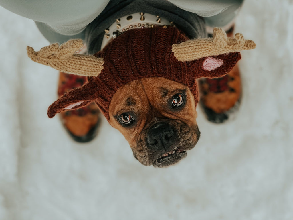 dog in reindeer costume