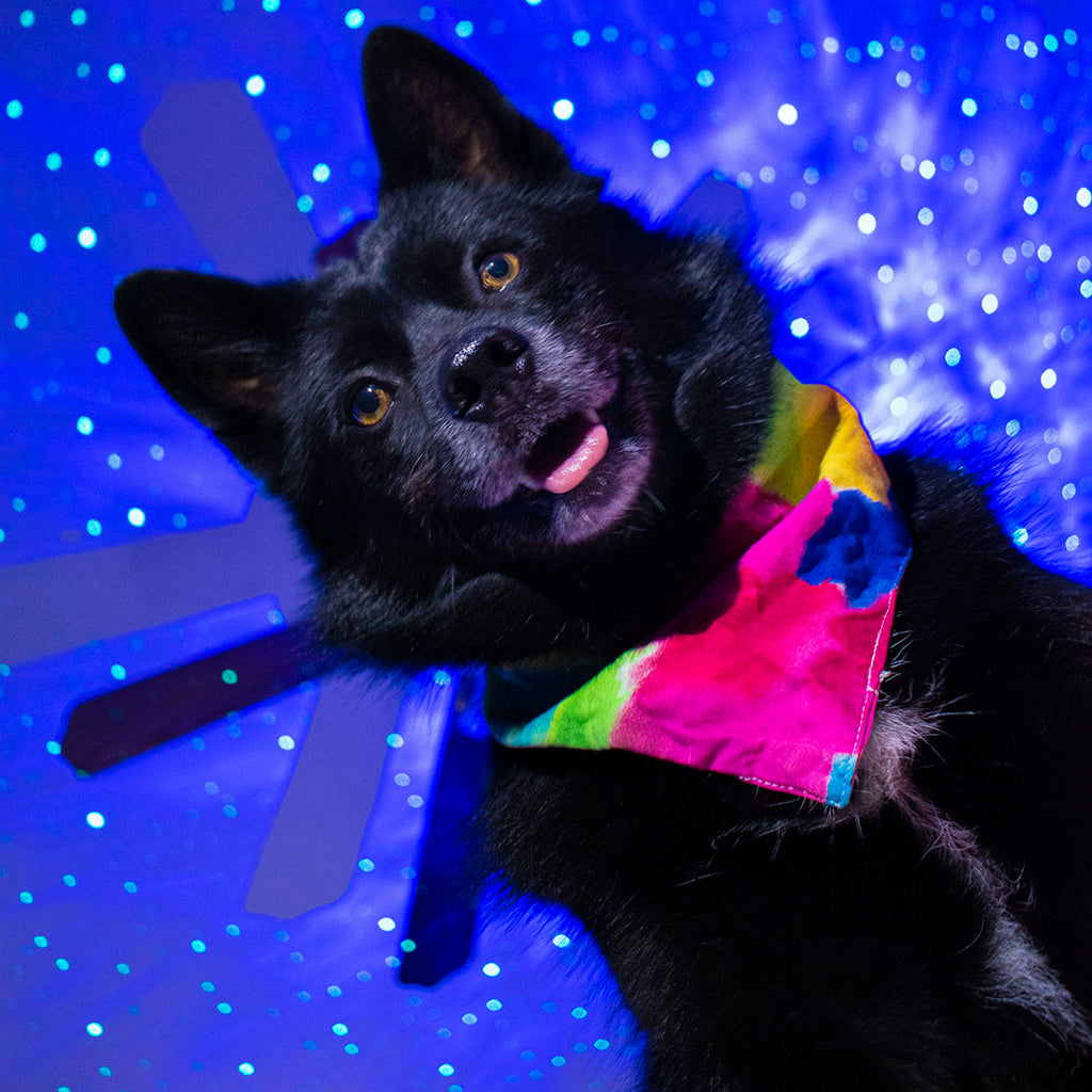 dog with galaxy lights